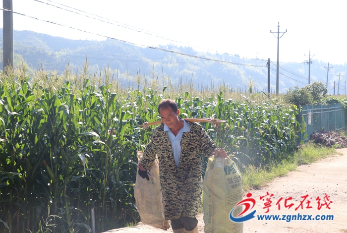 寧化縣治平畬族鄉：“玉”見豐收話振興