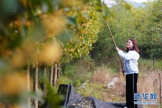 芳香產業促脫貧