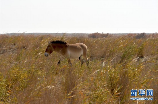 （XHDW)（1）探訪敦煌西湖國家級自然保護區