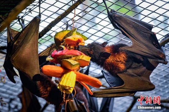 “馬來大狐蝠”亮相廣州長隆野生動物世界
