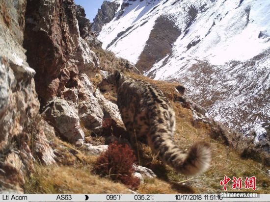 “大貓”雪豹大尾巴“C位出道”