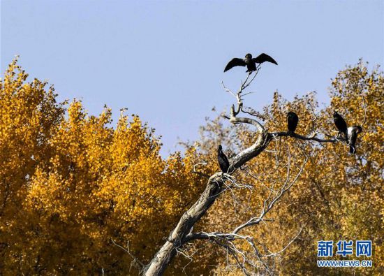 塔河生態輸水 胡楊金秋更美