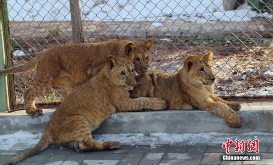 青藏高原繁育成活三只非洲獅