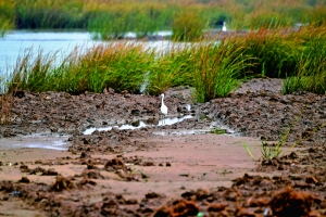 福建泉州灣濕地遭破壞 7部門十余次執(zhí)法管不了為哪般