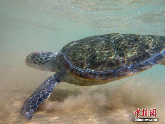 美馬薩諸塞州海龜沖上海岸被凍死 全球變暖或?yàn)榈準(zhǔn)? width=