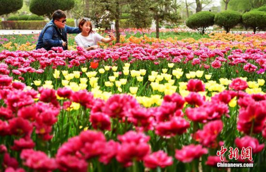 河北石家莊郁金香綻放吸引游人