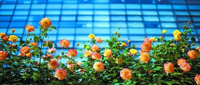 月季盛開迎夏來