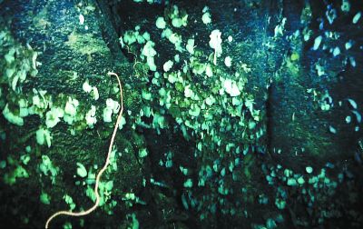 南海甘泉海臺首次發現冷水珊瑚群