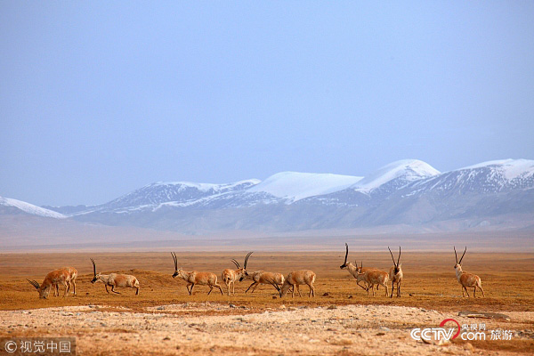 “生態(tài)高地”青海多地頒旅游“謝客令”