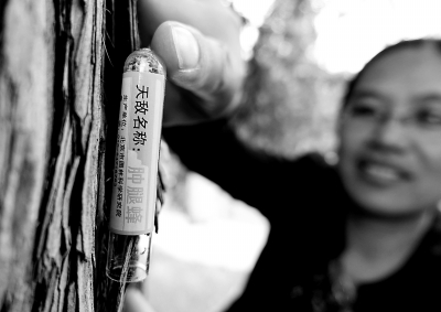 北京公園投放6.5億“蟲醫(yī)生”護(hù)古樹