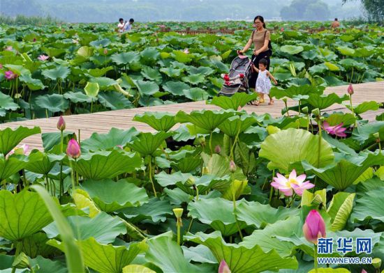 河北唐山：南湖夏日荷花相映紅