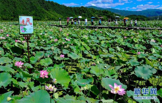 武夷山：清風荷塘引客來