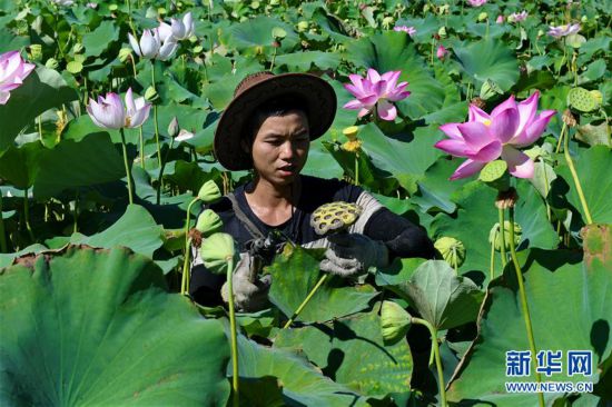 (社會(huì))(2)武夷山:清風(fēng)荷塘引客來(lái)