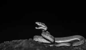 網(wǎng)售野生保護(hù)動(dòng)物信息泛濫不止 暴利堪比毒品