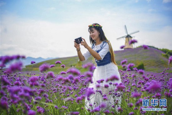 貴州桐梓：紫色花海醉游人