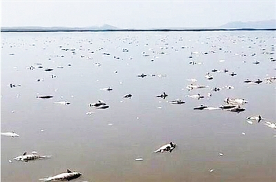 水庫高溫魚被熱死 成群魚翻白綿延數百米 損失約10萬元