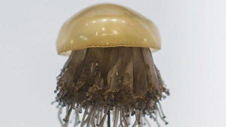 游客注意！西班牙東南近海出現(xiàn)蜇人“煎蛋水母”