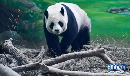 大陸贈(zèng)臺(tái)大熊貓“團(tuán)團(tuán)”“圓圓”歡度14歲生日