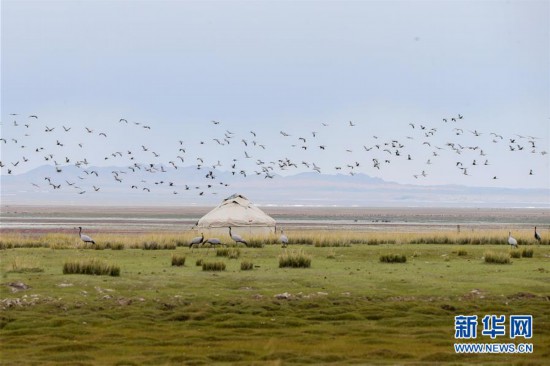 蓑羽鶴飛舞巴里坤草原