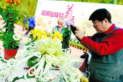 圓明園金秋游精品菊展亮相