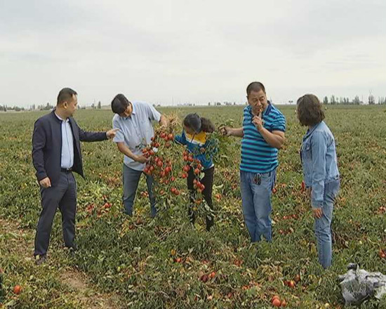 農業(yè)振興 鋪就農民致富路