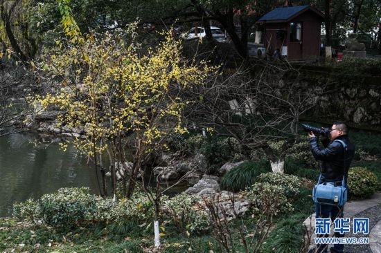 寒梅凌冬次第開