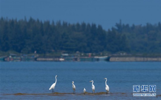 海南儋州:光村銀灘候鳥飛