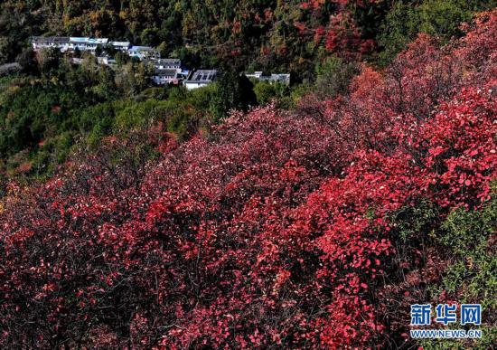 紅葉漫山秋意濃