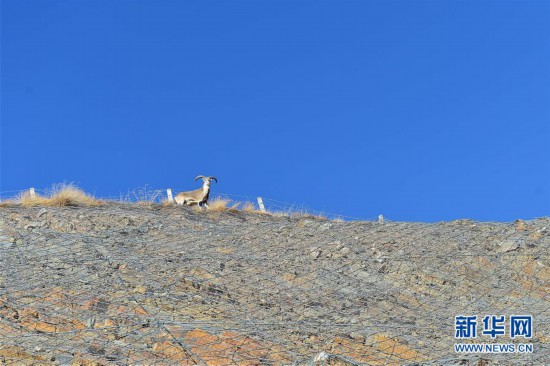 青海三江源：在“神山圣湖”間尋覓“高原精靈”
