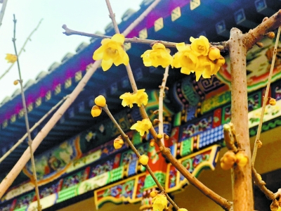 陶然亭早春花卉已綻放