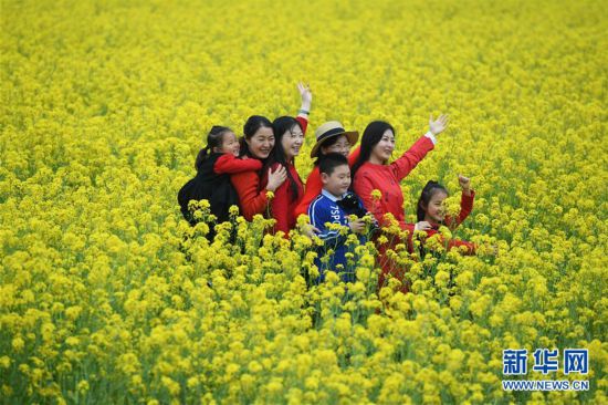 油菜花開(kāi)迎客來(lái)