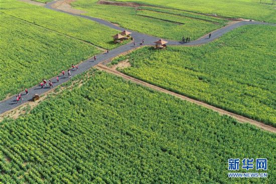 河北沙河：油菜花開 樂享春光