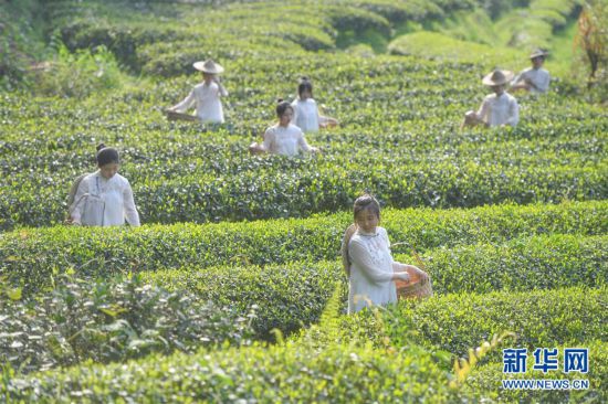 福建武夷山：采茶體驗游