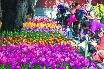 北京中山公園24萬株郁金香迎客