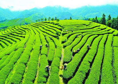 第四屆“祭茶喊山”民俗文化節舉行