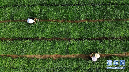 （經濟）（6）山東日照：秋茶采摘忙