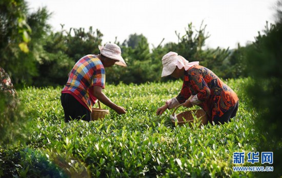 (經(jīng)濟(jì))(7)山東日照:秋茶采摘忙