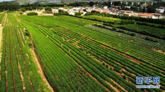 （經濟）（2）山東日照：秋茶采摘忙