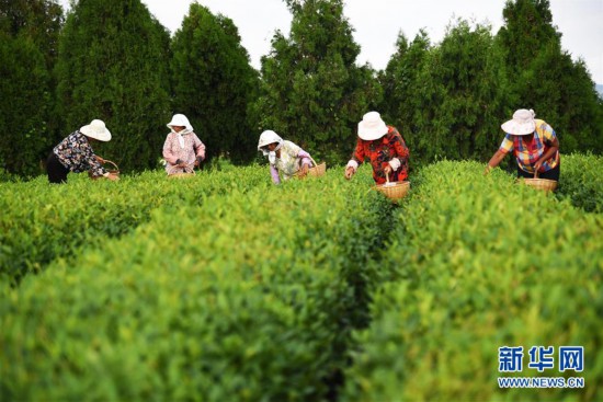 （經濟）（1）山東日照：秋茶采摘忙