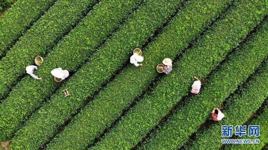 （經濟）（5）山東日照：秋茶采摘忙