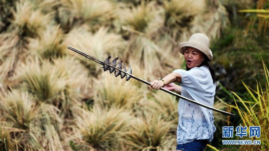 苗鄉(xiāng)歡慶豐收節(jié)