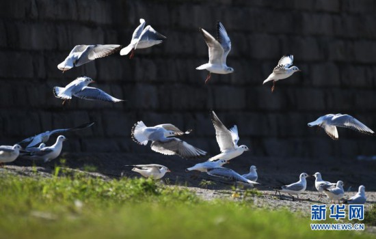 長江重慶段迎來近十年最大規模紅嘴鷗遷徙種群