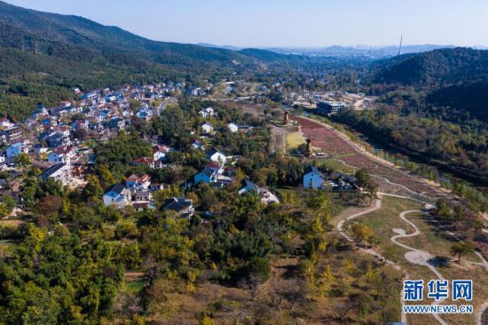 浙江長興：古銀杏長廊風(fēng)光美