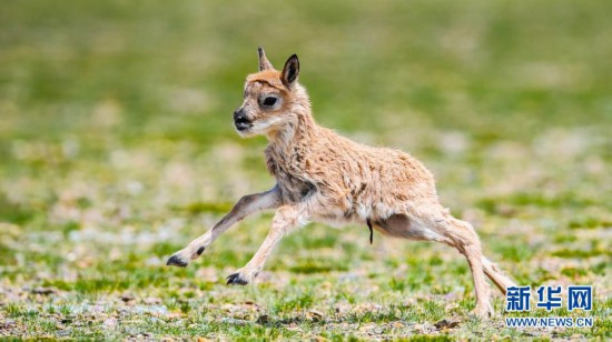 西藏藏羚羊種群數(shù)量已超過20萬只