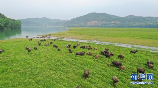 （環境）（1）四川蓬安：百牛渡江
