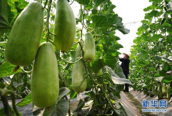 河北灤州：初夏果飄香