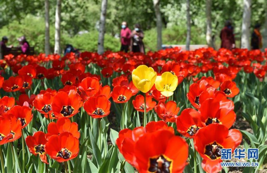 吉林長春：郁金香綻放迎客