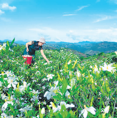 梔子花海結(jié)出“致富果”