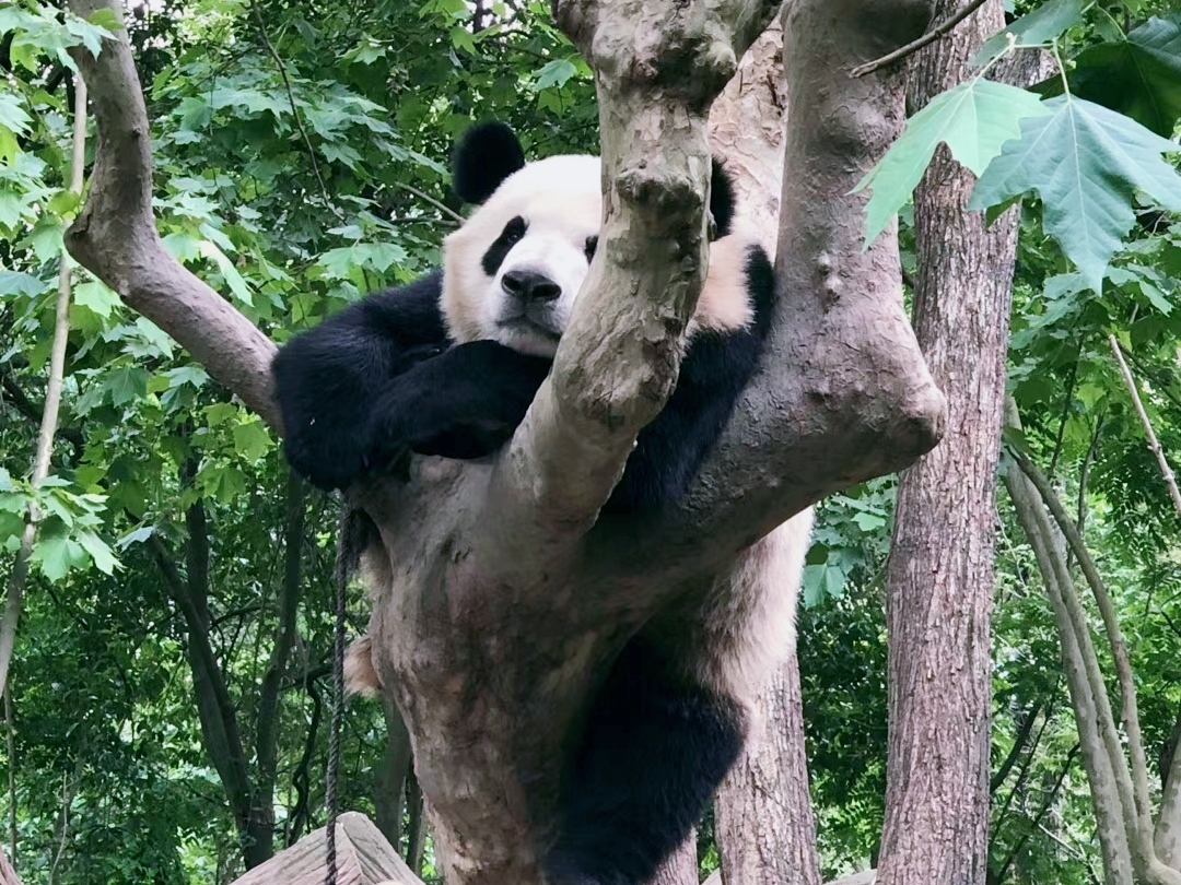 清明各省份旅游收入排行出爐 國內游市場有序復蘇