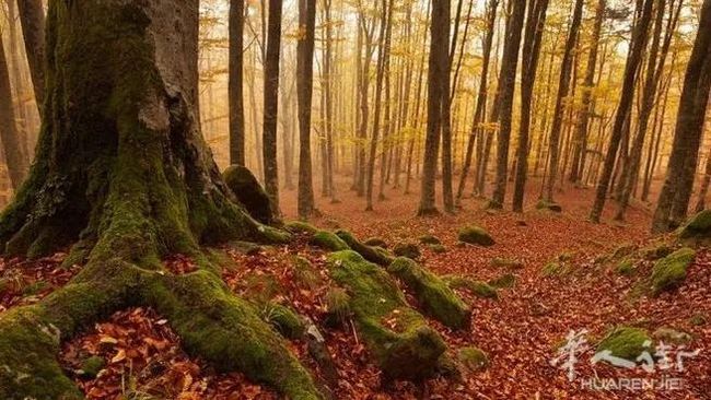 三座意大利公園被列入世界“綠色名單”,春天踏青又有好去處啦!